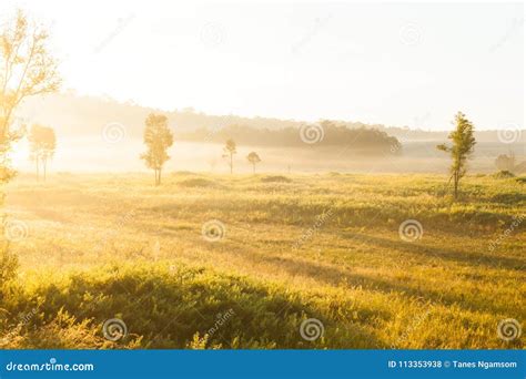  “L’Alba Dorata” Una Visione Incantata di Un Mondo In Sospensione!