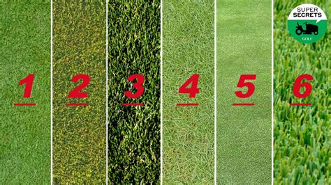 What Grass is on Golf Courses and Why It Matters More Than You Think