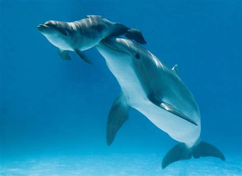 When to Teach Baby to Swim: And Why Dolphins Might Be Better Coaches Than You Think